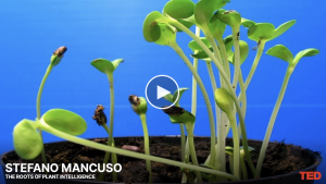 Read more about the article Táncoló babpalánták – Stefano Mancuso The roots of plant intelligence TED előadásából